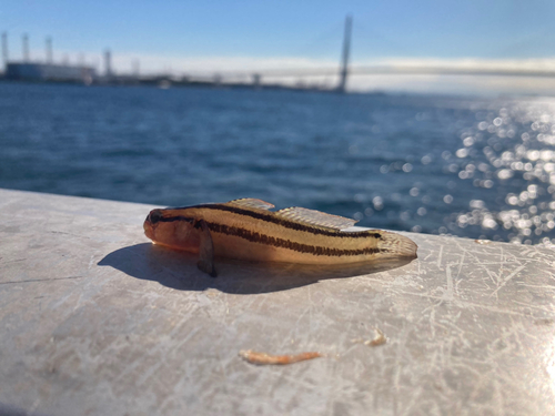 ハゼの釣果