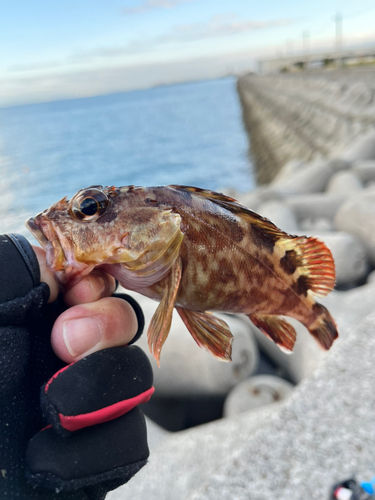 ガシラの釣果