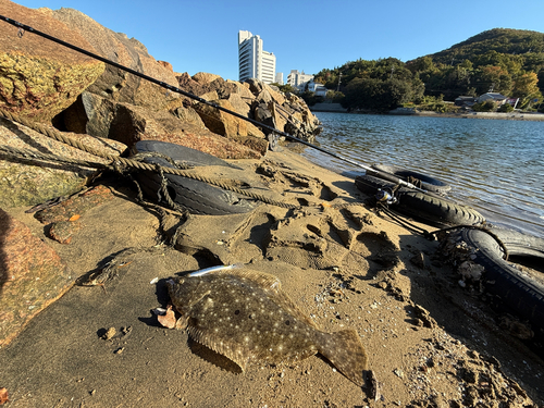 ヒラメの釣果