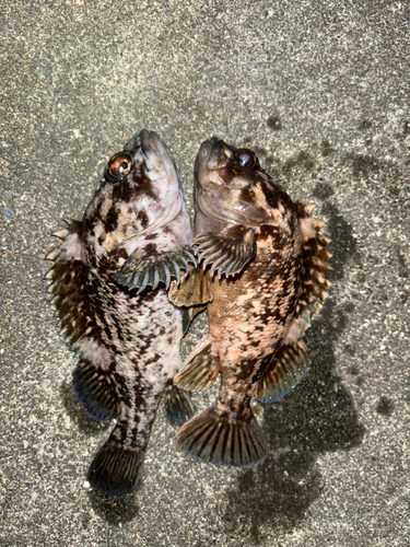 ソイの釣果