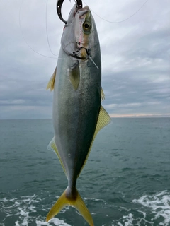 ハマチの釣果