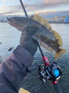 アイナメの釣果