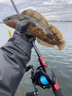 アイナメの釣果