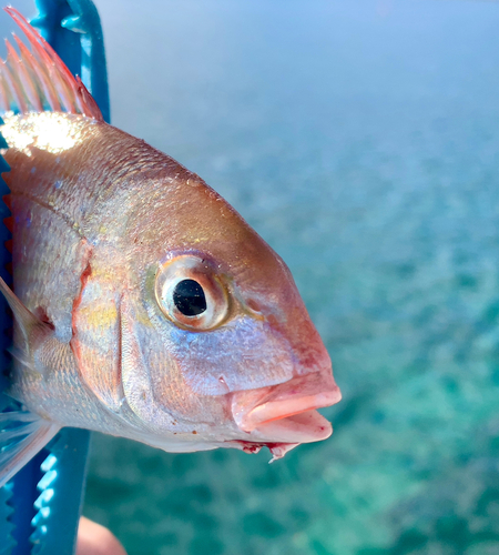 チャリコの釣果