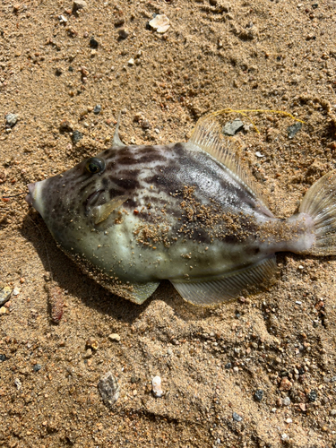 カワハギの釣果