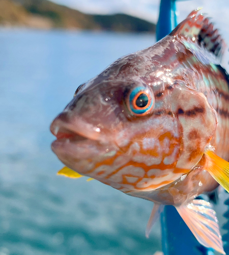 ホシササノハベラの釣果