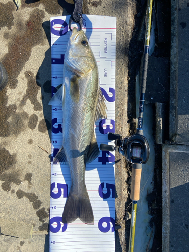 シーバスの釣果