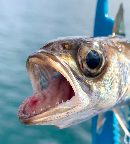 ムツの釣果