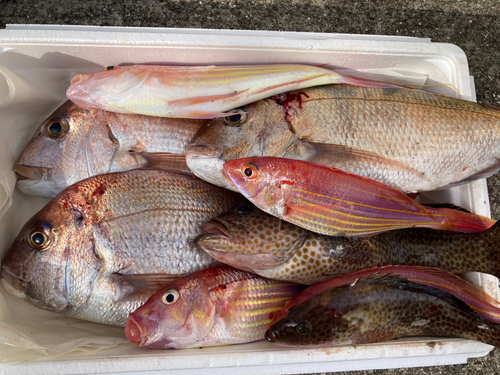 タイの釣果