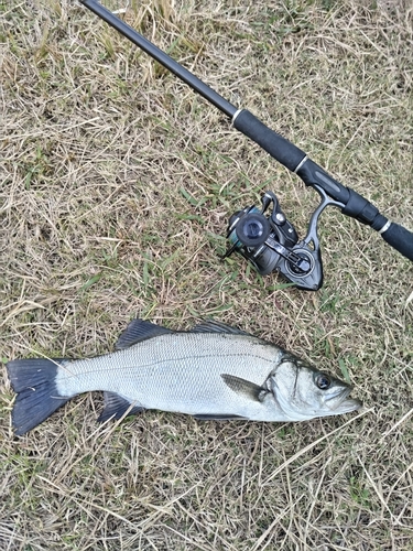 セイゴ（ヒラスズキ）の釣果