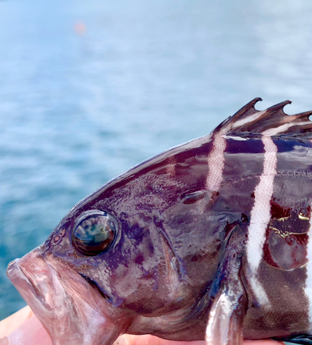 マハタの釣果