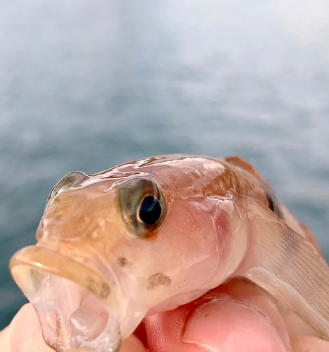 リュウグウハゼの釣果