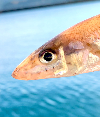 キスの釣果