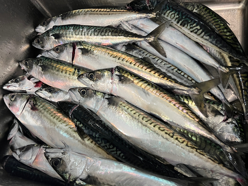 サバの釣果