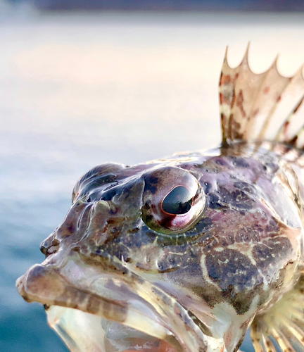 アナハゼの釣果