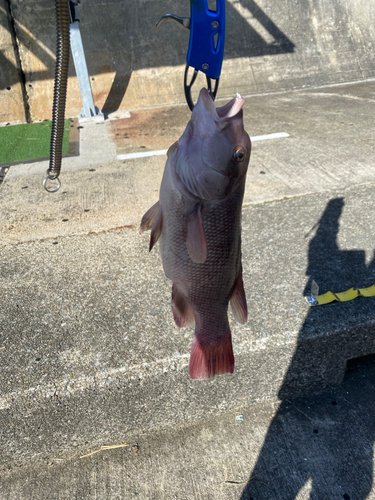 コブダイの釣果