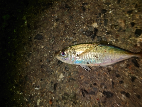 マアジの釣果