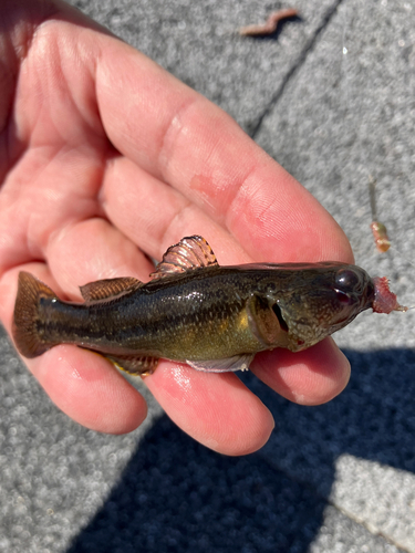 チチブの釣果