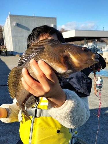 アイナメの釣果