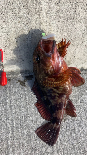 カサゴの釣果