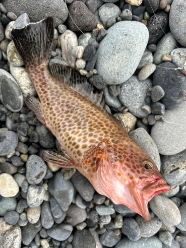 オオモンハタの釣果