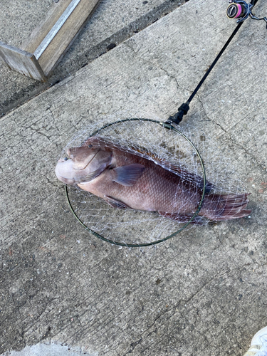 コブダイの釣果