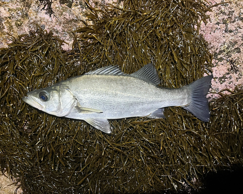 フッコ（ヒラスズキ）の釣果