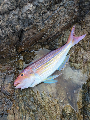 イトヨリダイの釣果