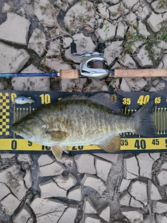 スモールマウスバスの釣果