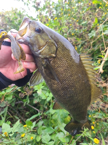 スモールマウスバスの釣果