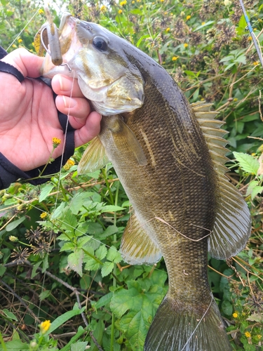 スモールマウスバスの釣果