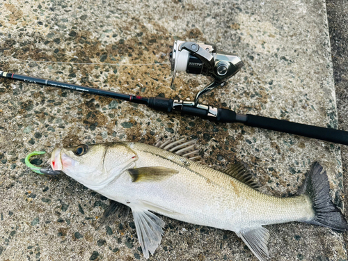 スズキの釣果