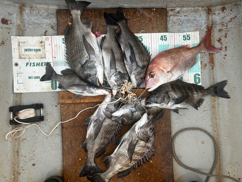 クロダイの釣果