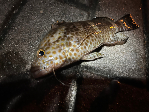 オオモンハタの釣果