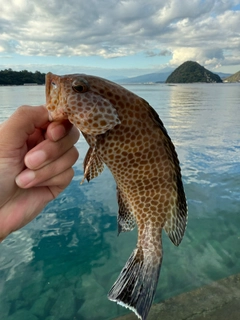 オオモンハタの釣果