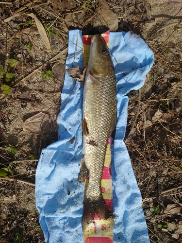 ニゴイの釣果