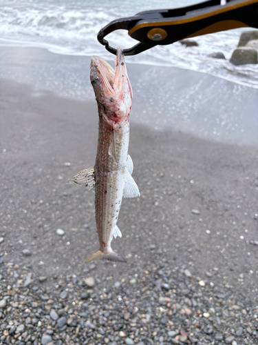 エソの釣果