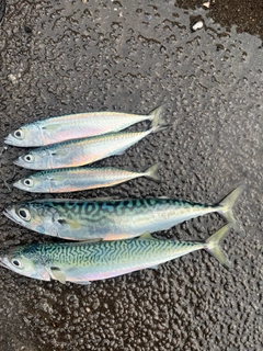 マサバの釣果