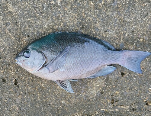 メジナの釣果