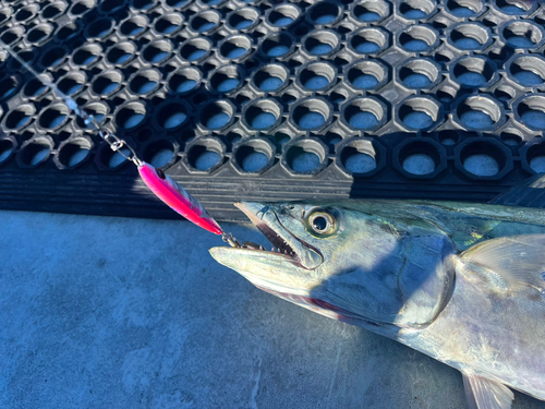 サワラの釣果