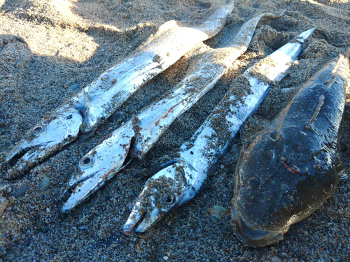 マゴチの釣果