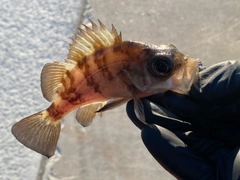 メバルの釣果