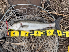 フッコ（マルスズキ）の釣果