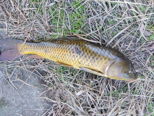 コイの釣果