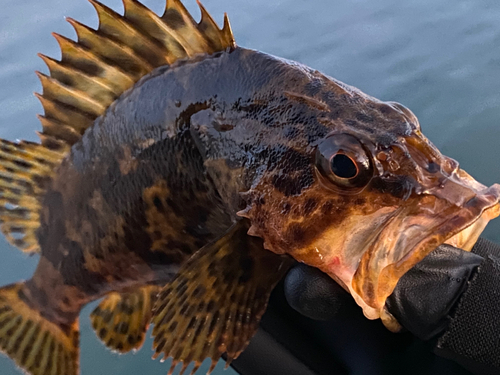 タケノコメバルの釣果