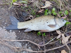 フナの釣果