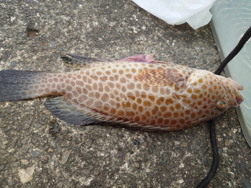 オオモンハタの釣果