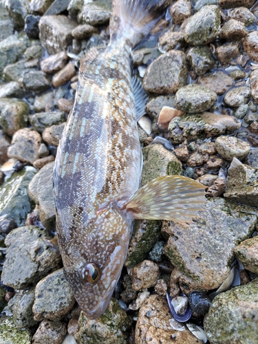 アイナメの釣果