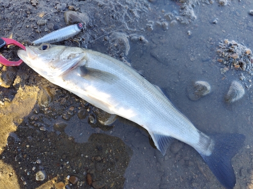 セイゴ（マルスズキ）の釣果