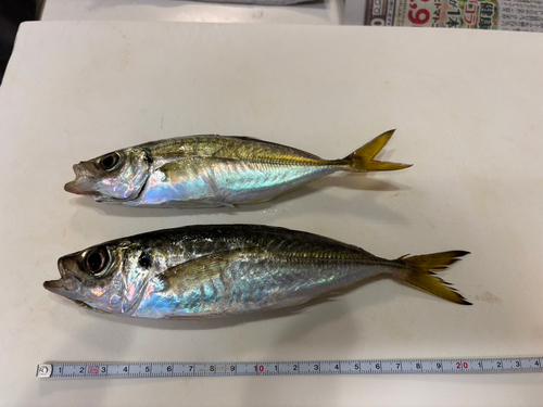 アジの釣果